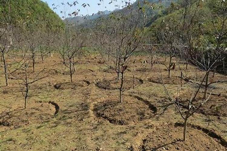 车厘子需要用哪种肥料增甜？什么时间段施肥？