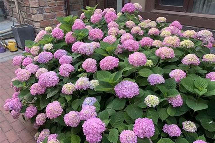 绣球花冬天要把枝子剪掉吗