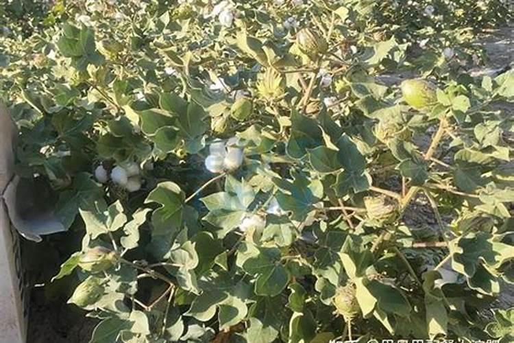 棉花中后期用什么肥料好 可以施加复合肥吗