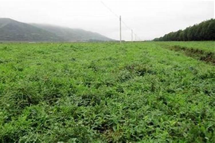 柑橘树怎样施复合肥 使用方法及注意事项