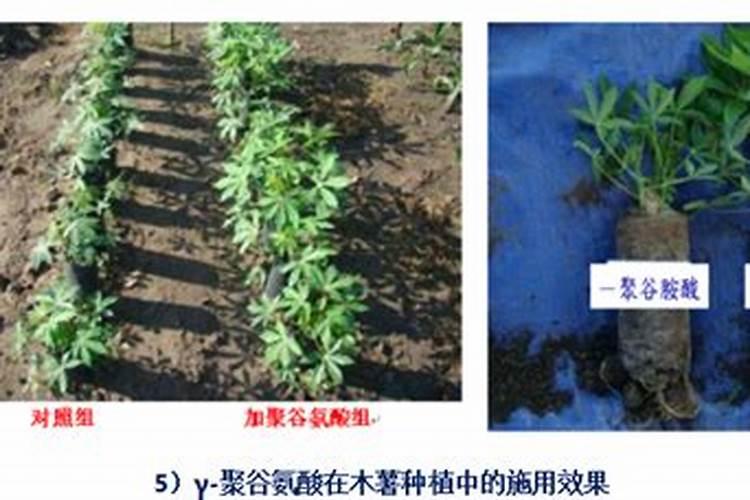 聚谷氨酸在玉米灌浆期喷施的作用