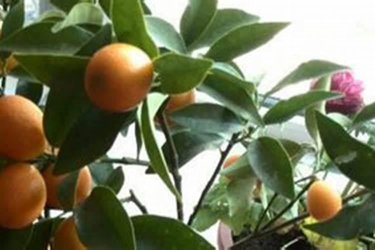 432溶液的组成成分