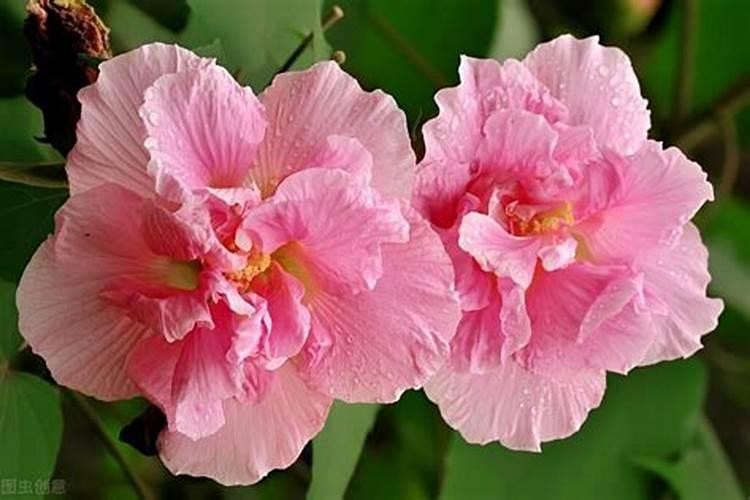 芙蓉花开花期的时候用什么肥好 芙蓉花怎么养才开得旺盛