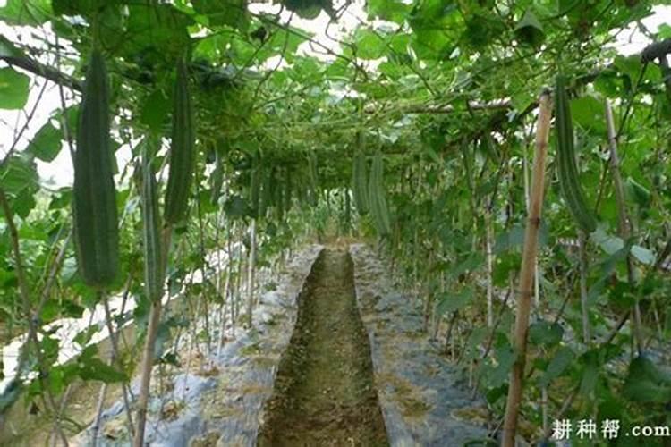 丝瓜生长需要什么物质？如何使它快速生长？