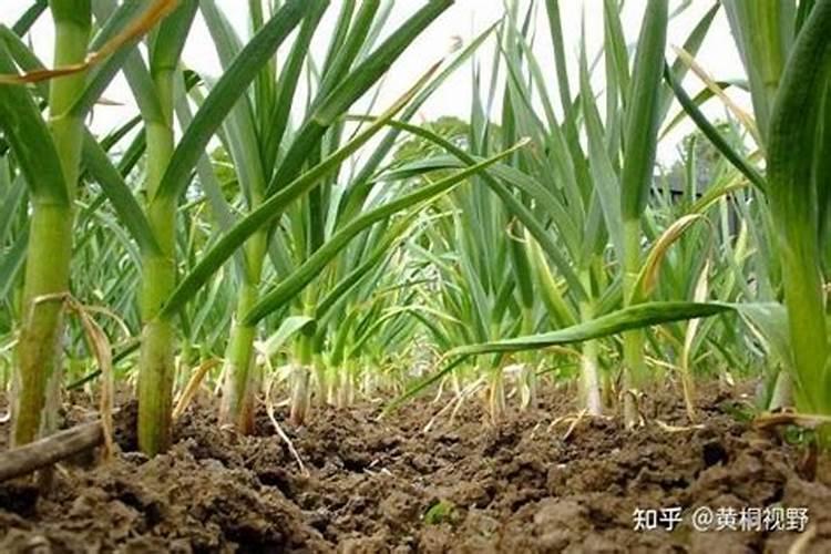 大蒜需要锌和硼肥吗？