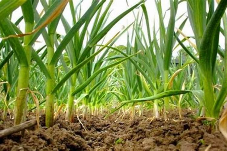 大蒜收获前一个星期能打膨大素么？