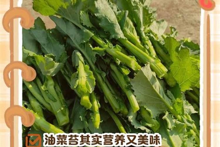 为什么种植油菜要增施硼肥？增施硼肥的好处有哪些？