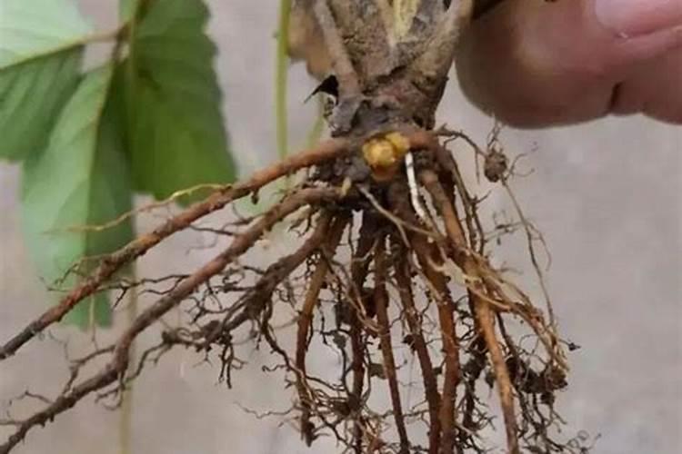 叶面肥喷多少尿素合适