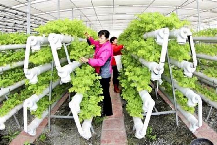 无土栽普鱼腥草需选择健康、粗壮的鱼腥草,鱼腥草如何无土栽培？