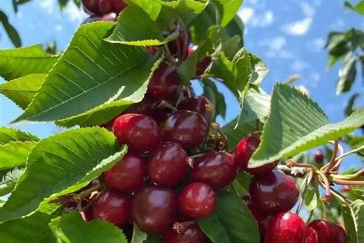 大樱桃高产量的配方施肥技术