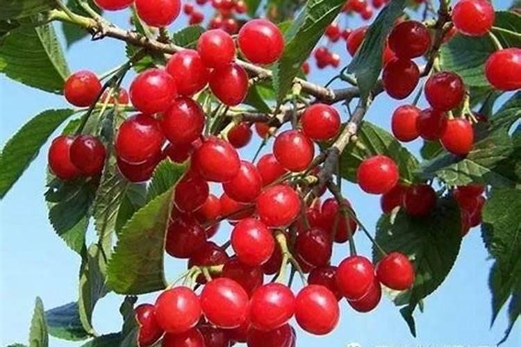 大樱桃谢花后施什么肥