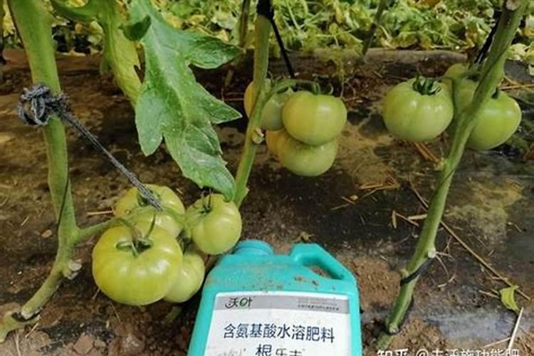 西红柿挂果后施什么肥
