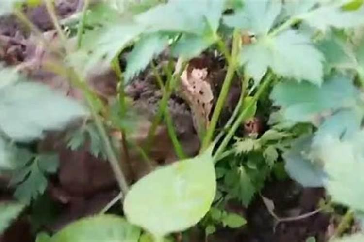 请问国内知名作物专用肥哪个好？