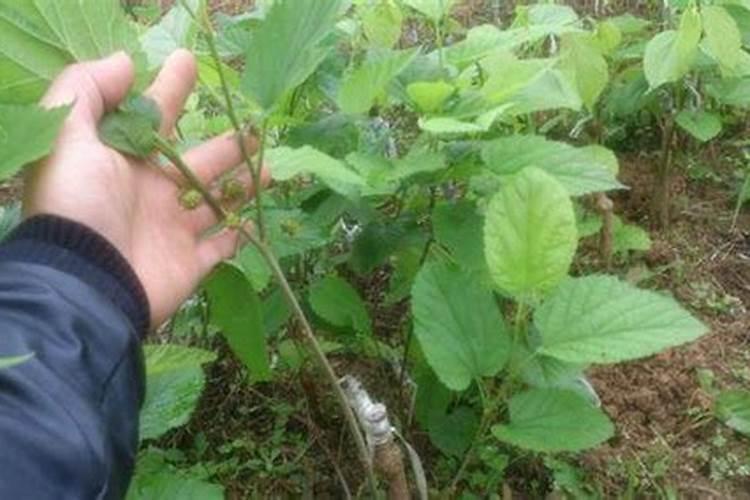 桑葚现在要咋么剪枝与下肥。