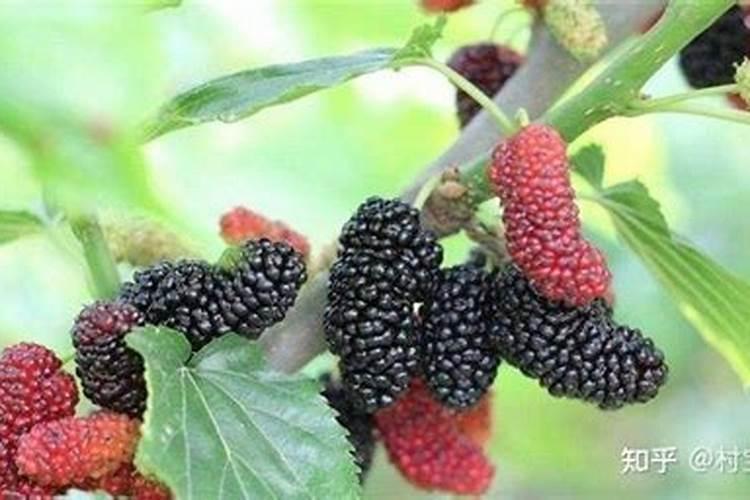 桑葚树怎么修剪 如何修剪桑葚树