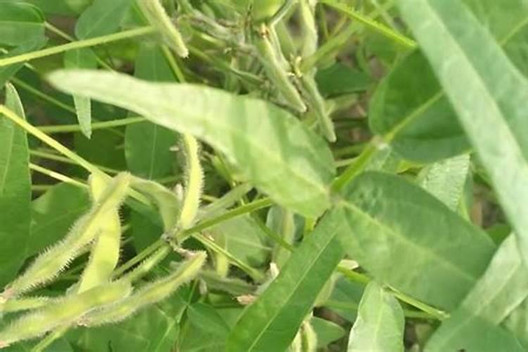 大豆种植需要施什么肥料？