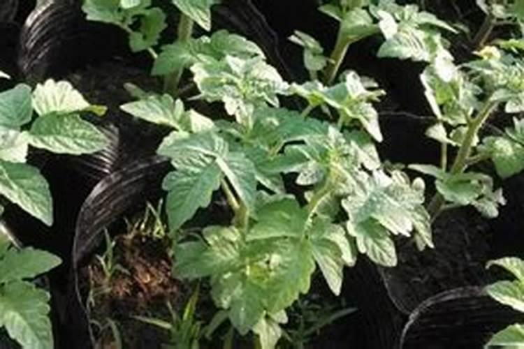 花生麸泡几天可以施肥,怎么制作成水溶肥