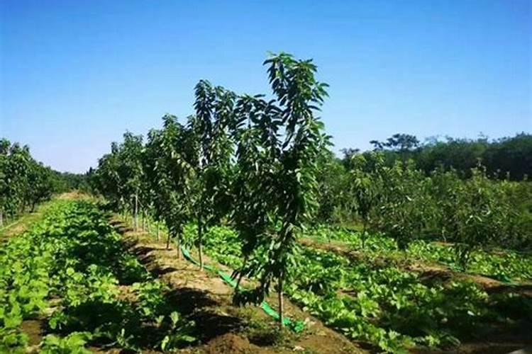 果树用什么肥料