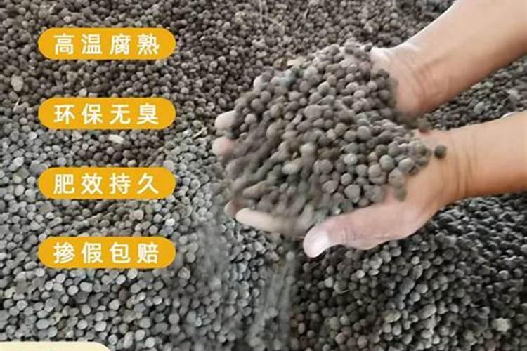 干鸡粪和湿鸡粪哪个好