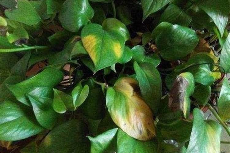 绿萝黄叶什么原因用什么办法解决