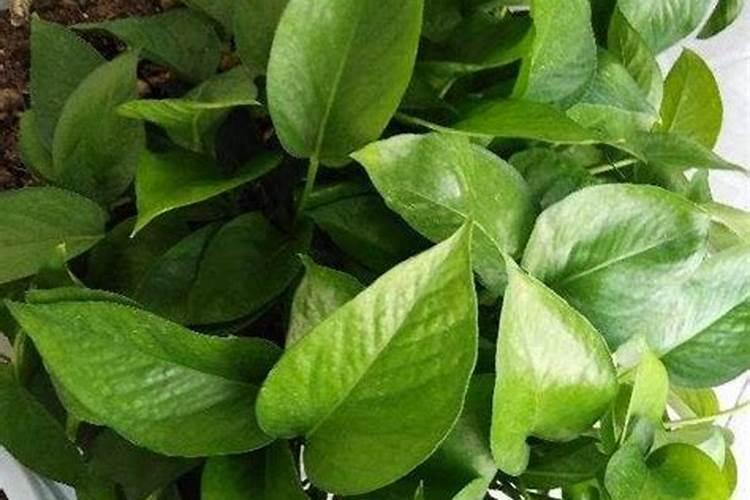 绿萝叶子有洞和破裂是什么原因,你知道吗？