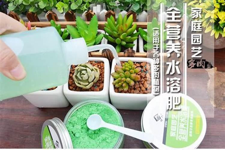 水溶肥如何给多肉施肥？