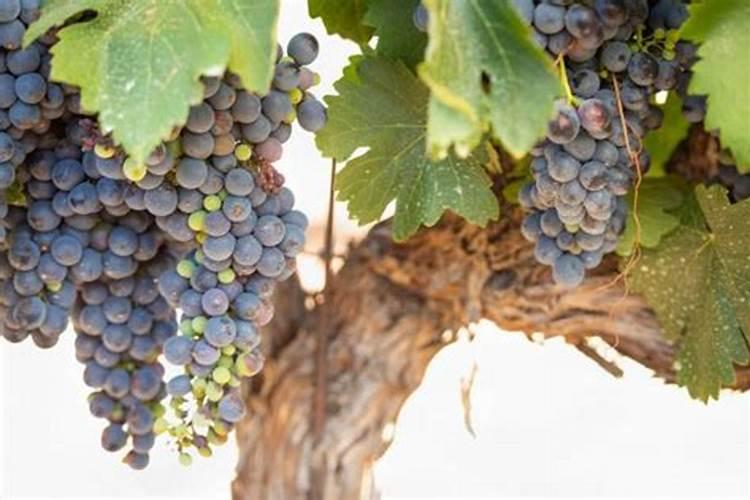 艳阳天复合肥硫酸钾多少钱一袋？