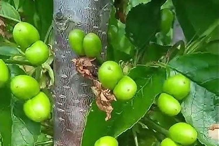 大棚樱桃什么时候冲高钾肥？