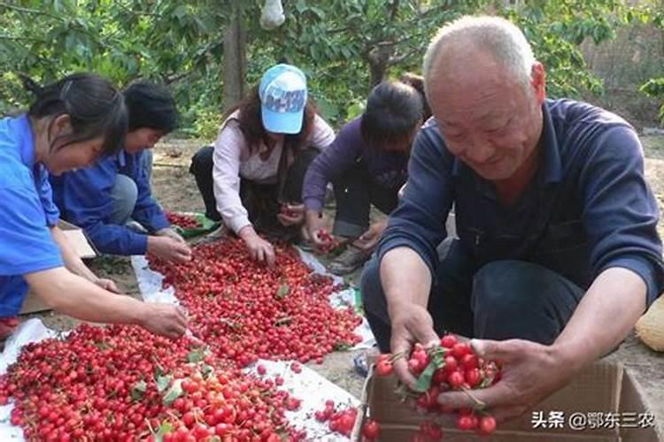 南方樱桃花期能不能喷磷酸二氢钾、糖醇钙和流体硼？