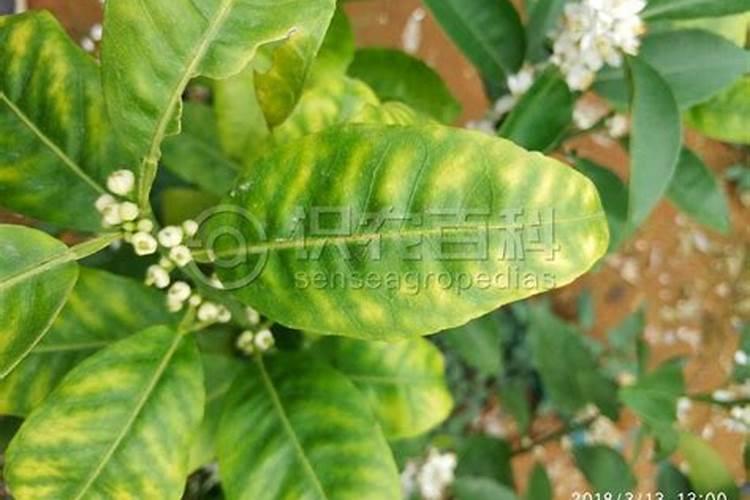 我的柠檬树为什么会这样