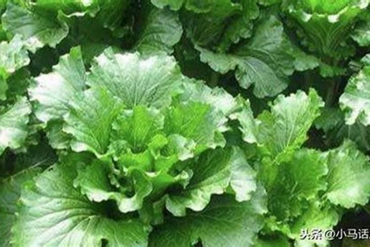 大白菜如何施用钾肥,大白菜施用钾肥方法