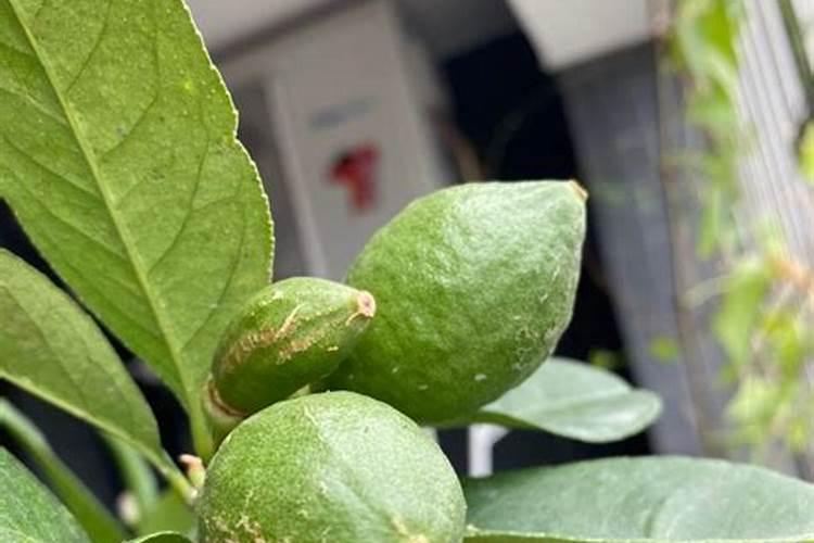 家里养的柠檬树为什么之只长叶子,不开花也不结果？