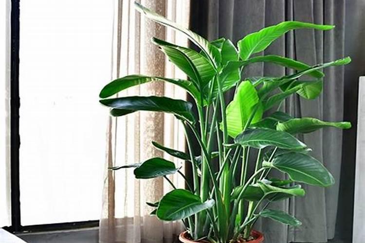 天堂鸟如何施肥