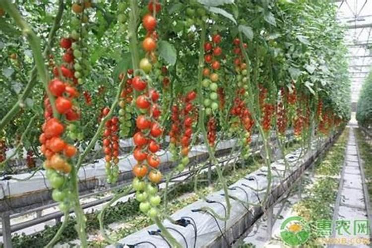 西红柿浇水施肥的正确方法