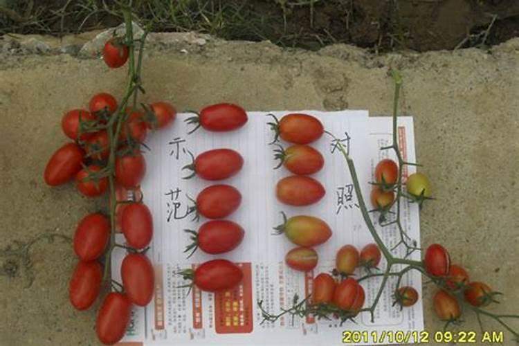 辣椒育苗土为什么要加大氮、磷肥的用量？