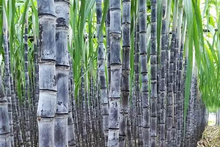 水溶肥高钾型和平衡型的区别