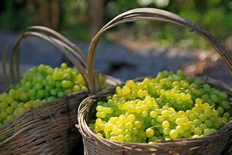 脐橙树打精草铵膦后几天可以浇水肥