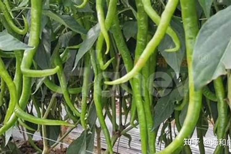 辣椒苗种下后多久能施肥 施肥中有哪些注意事项