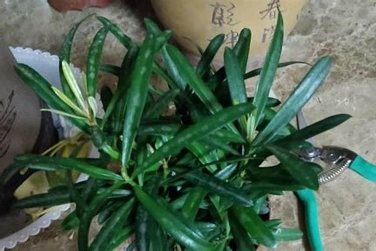 蓝莓可以放在雨里一直淋雨吗