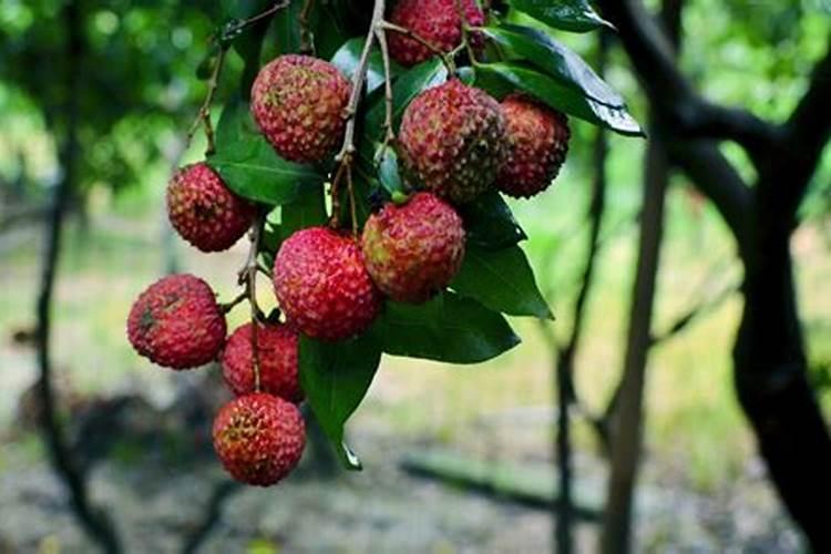 如何处理沙糖桔环割导致的黄叶现象？