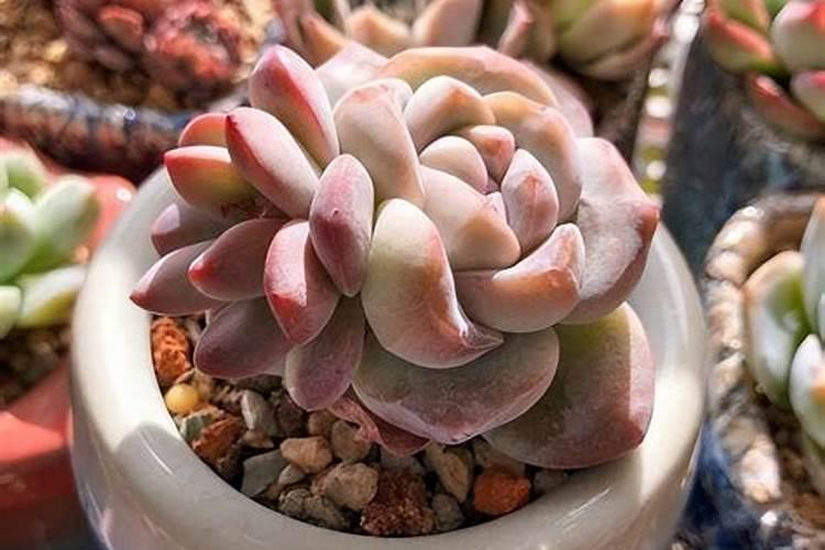 多肉植物施什么肥容易爆盆