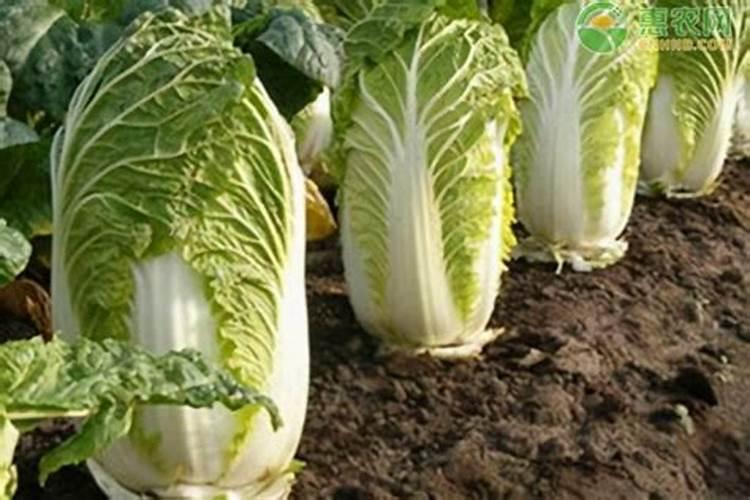 冬天来了,农作物的防寒工作,如何做呢？