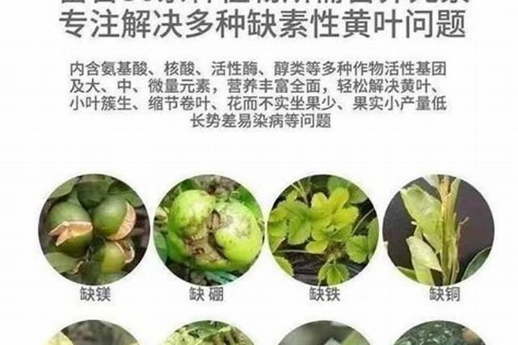 叶面喷施用氨基酸水溶肥好海绿素哪个好