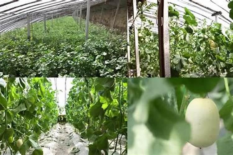 甜瓜施什么肥料好？甜瓜增产用哪个叶面肥？甜瓜膨果叶面肥用金泰靓