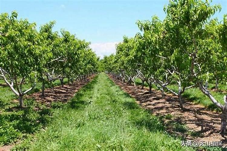 开花、座果 、后期膨大用什么肥料好？