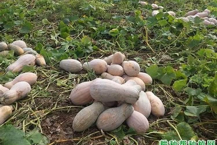 南瓜栽培怎么追肥