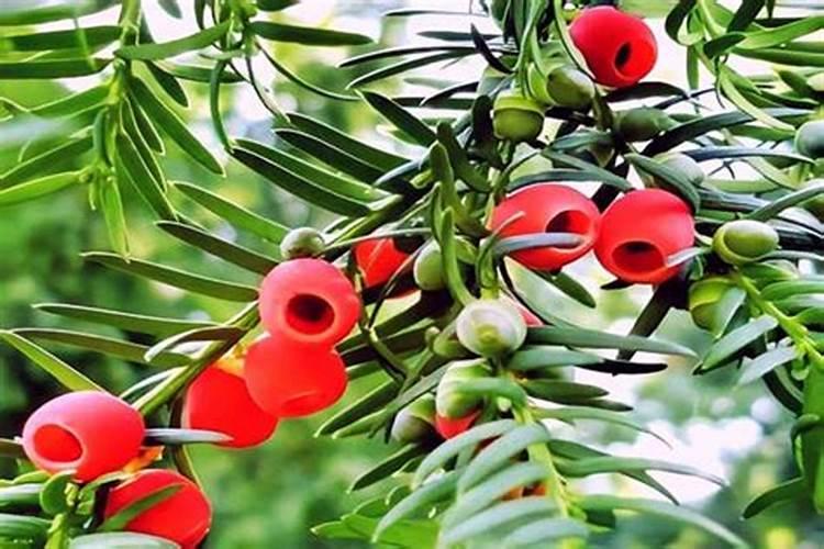 红豆杉用复合肥好吗 怎么施肥