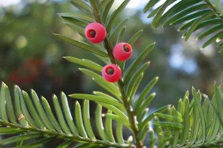 红豆杉施什么肥好