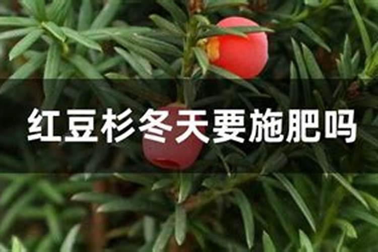 红豆杉施什么肥最好