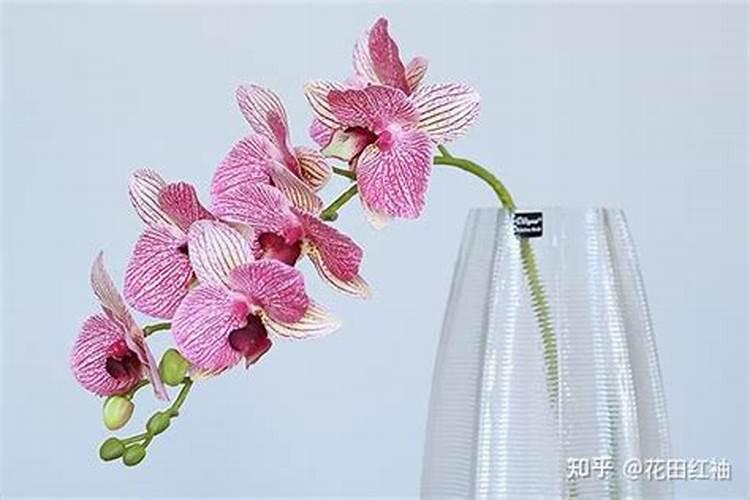 蝴蝶兰施什么肥最好